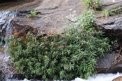 Impatiens verticillata